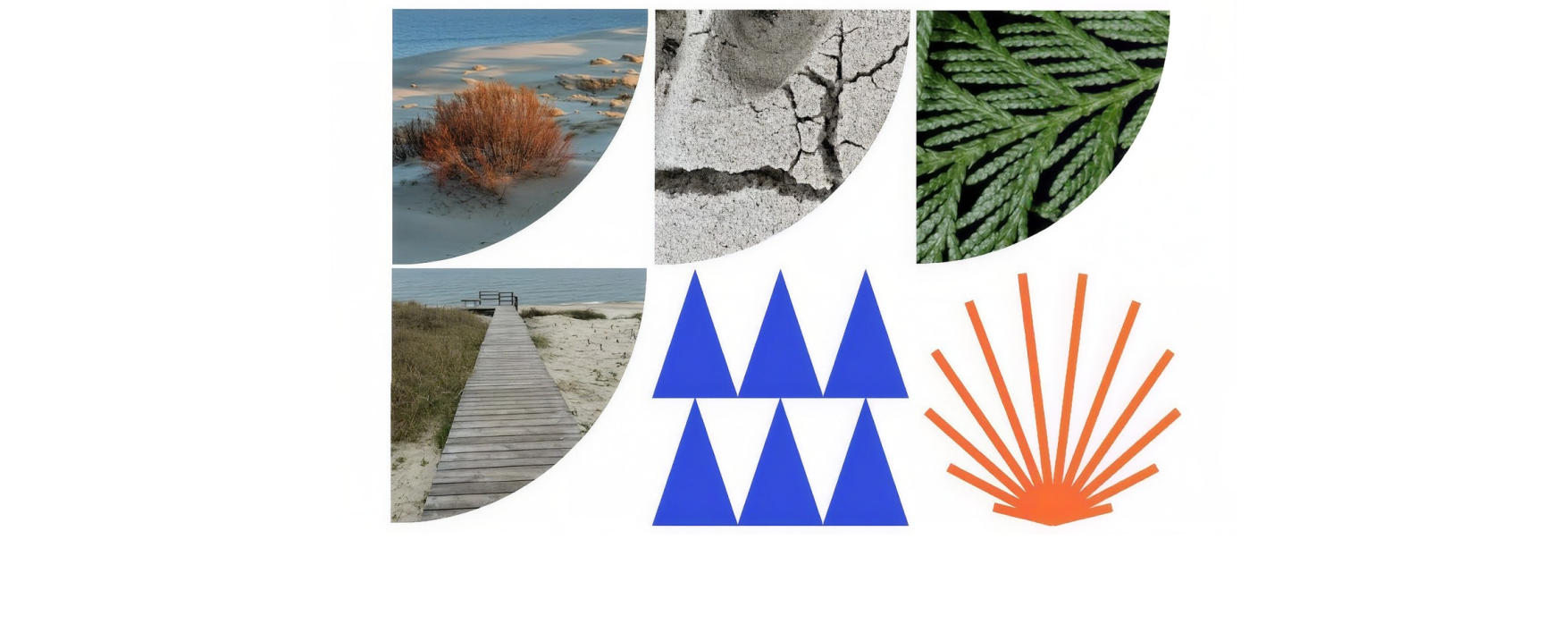 Collage of dune, sand, pine, boardwalk and graphic pattern details